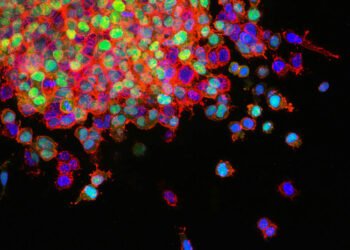 Los Avances en la Investigación con Células Madre: Perspectivas y Desafíos